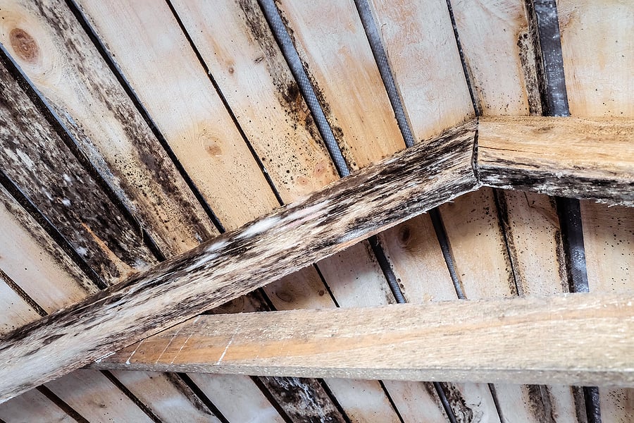 Attic Moisture and Mold - First Quality