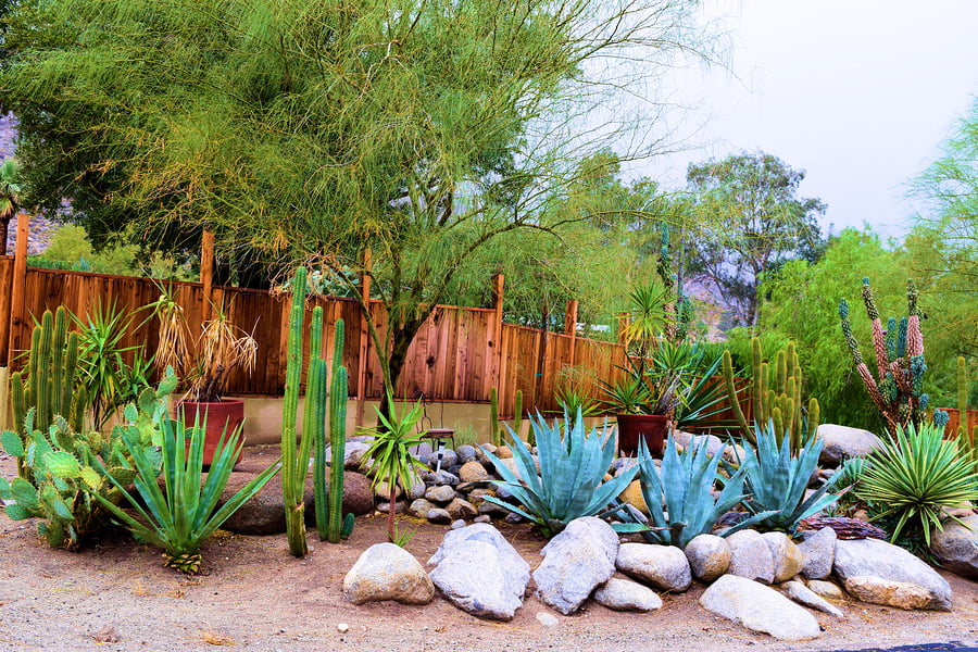 Expert Tips to Creating the Perfect Backyard Desert Oasis