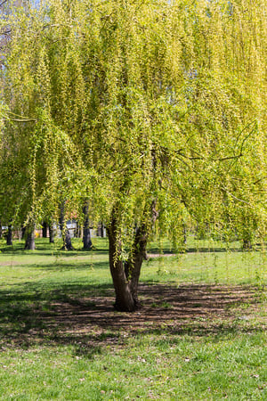 Follow These Planting Tips to Keep Your Underground Pipes Safe