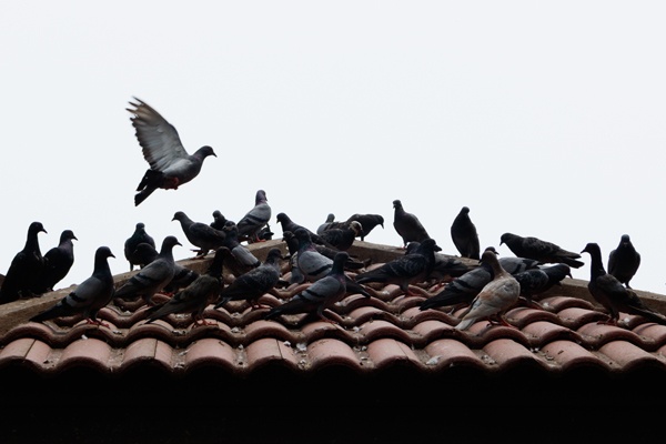 Keep Pigeons at Bay with These Simple Tips