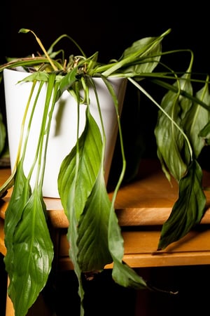 Preserve Your Indoor Plants with These Tips