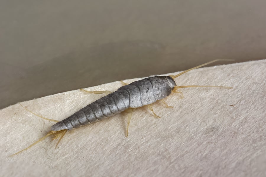 Use These Home Maintenance Tips to Eliminate Silverfish