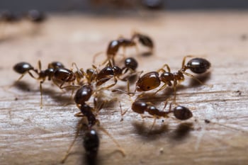 bigstock-Red-Imported-Fire-Ants-65565295sm