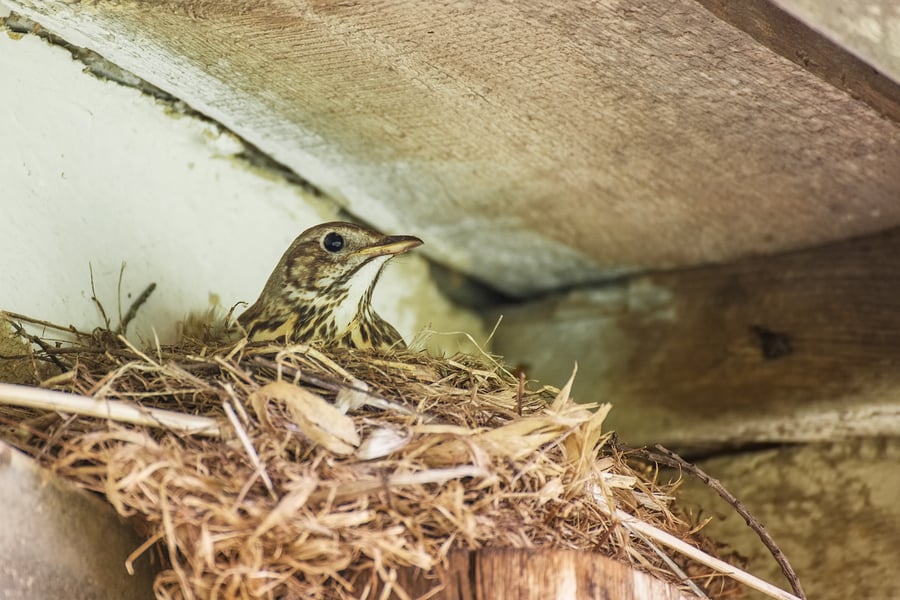 roof damage from birds