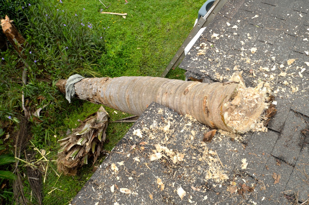 what-to-do-tree-fall-on-roof