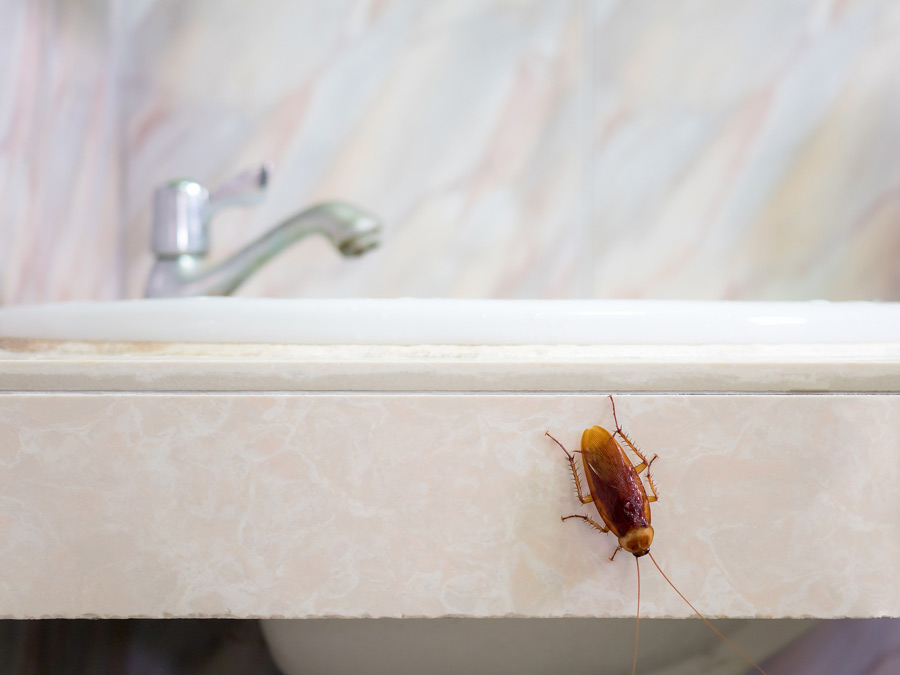 Stop-fall-pests-in-their-tracks-wiht-las-vegas-home-maintenance.jpg