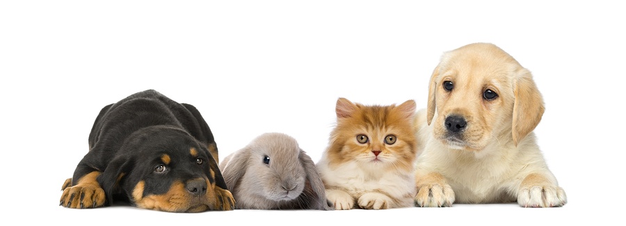 bigstock-Group-of-young-pets-isolated-o-133160192.jpg